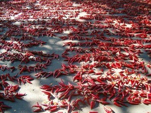 Drying paprika, in Szeged