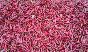 paprika at the mills, to be grinded