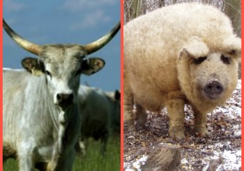 Mangalica and Grey Cattle